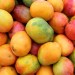 Ripe mangos
